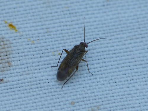 Phoenicocoris obscurellus