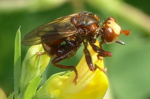 Réf. 315 508 : Sicus sp.