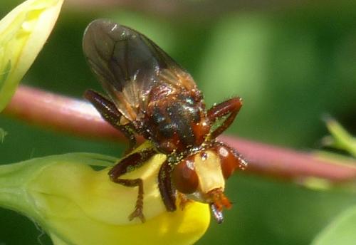 Réf. 315 631 : Sicus sp.