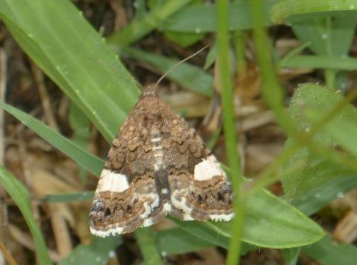 Tyta luctuosa
