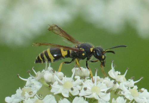 Ancistrocerus sp.