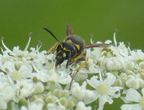 Ancistrocerus sp.