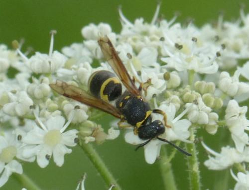 Ancistrocerus sp.