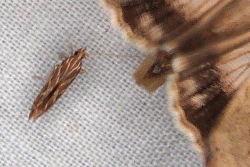 Pyroderces argyrogrammos