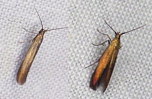 Réf. 315 257 : Coleophora sp.