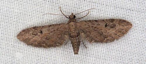 Eupithecia sp.