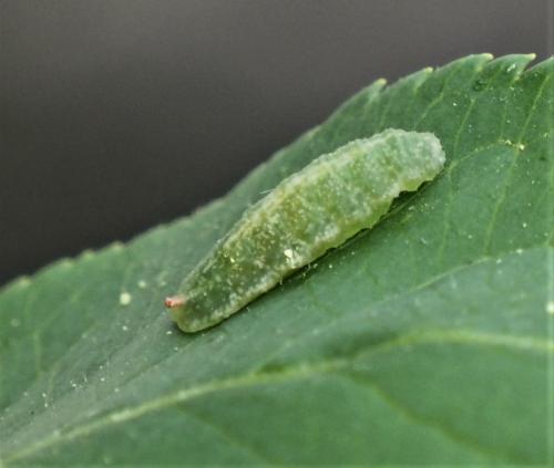 Epistrophe sp.