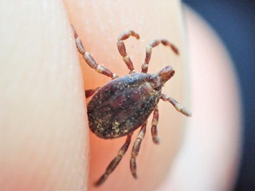 Hyalomma marginatum