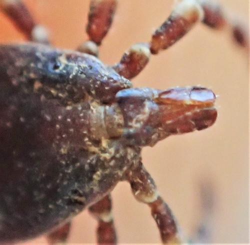 Hyalomma marginatum