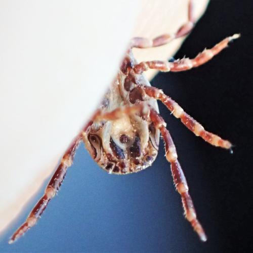 Hyalomma marginatum
