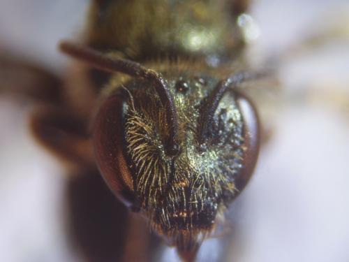 Réf. 315 143 : Lasioglossum prasinum