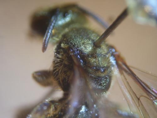 Réf. 315 166 : Lasioglossum prasinum