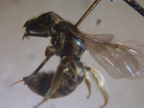 Réf. 315 122 : Lasioglossum prasinum
