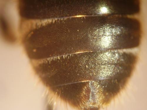Lasioglossum majus