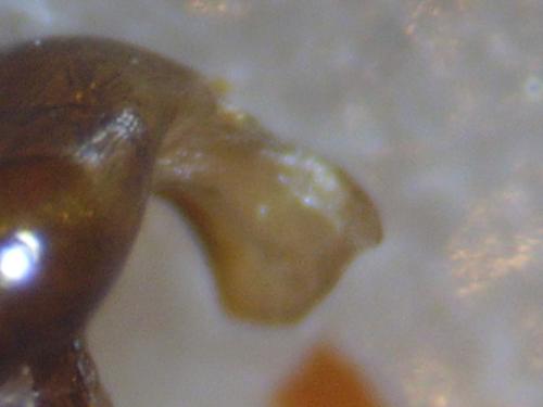 Lasioglossum majus