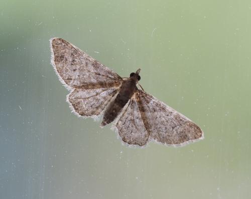 Réf. 315 020 : Gymnoscelis rufifasciata