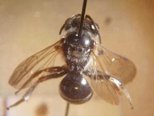 Lasioglossum majus