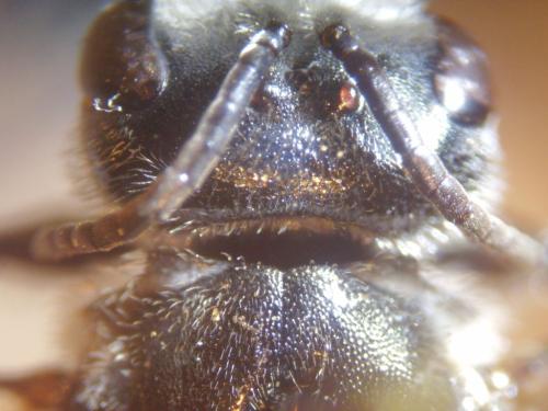 Lasioglossum majus