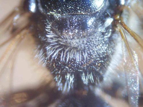 Lasioglossum majus