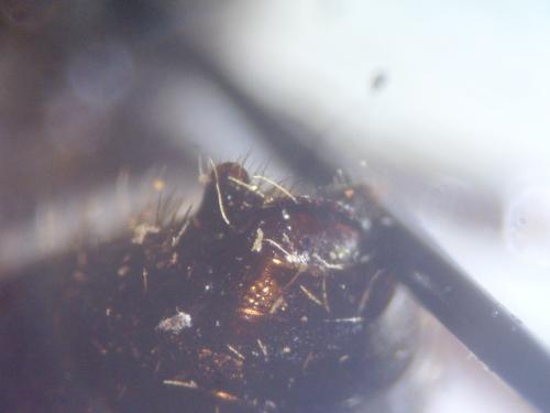 Lasioglossum majus