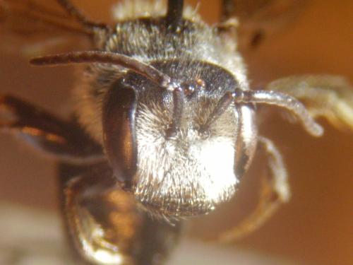 Lasioglossum majus