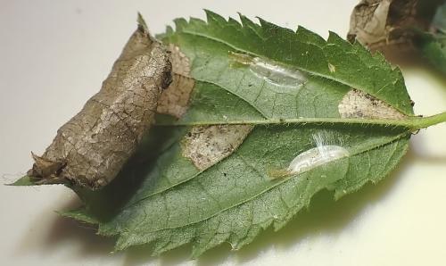 Caloptilia fidella
