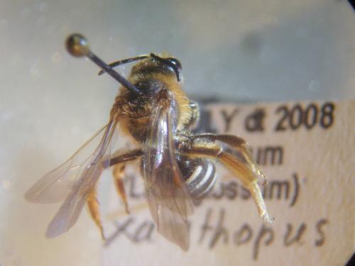 Lasioglossum xanthopus