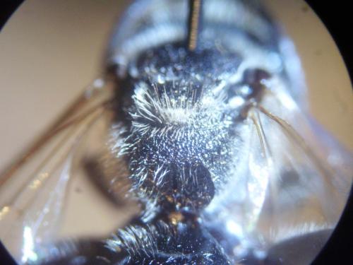 Lasioglossum majus