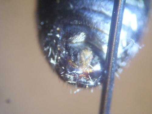 Lasioglossum majus
