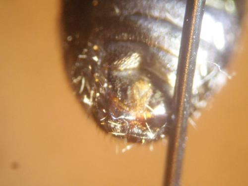 Réf. 315 395 : Lasioglossum majus