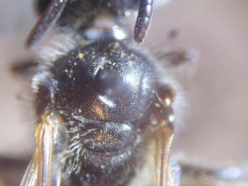 Lasioglossum pallens