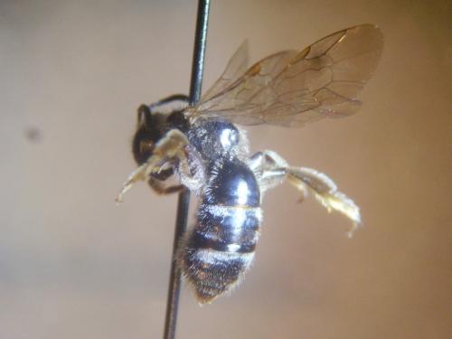 Lasioglossum pallens