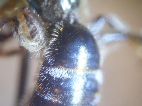 Lasioglossum pallens