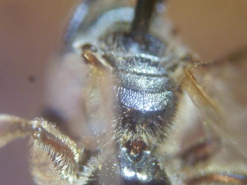 Réf. 315 506 : Lasioglossum pallens