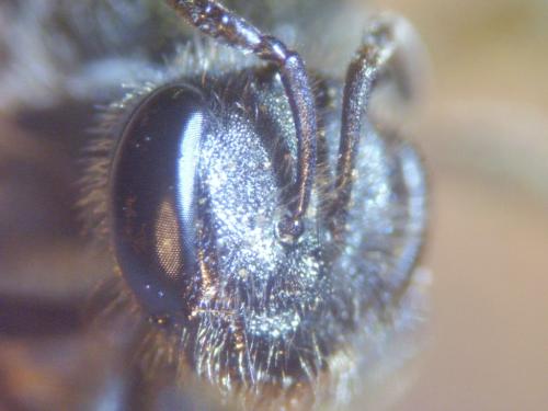 Lasioglossum pallens