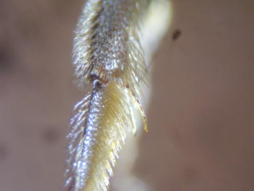 Lasioglossum pallens
