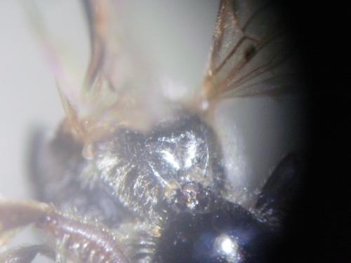 Lasioglossum pallens
