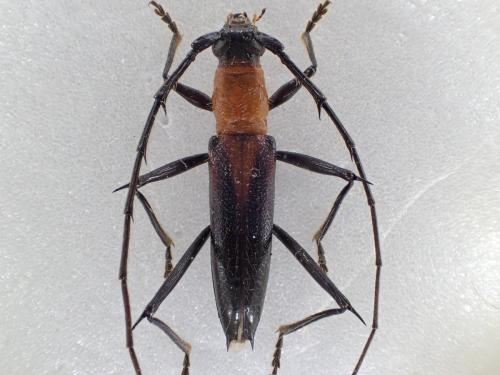Pantonyssus erichsonii