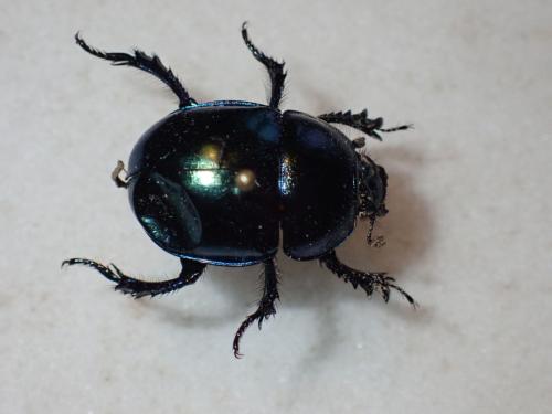 Trypocopris vernalis vernalis