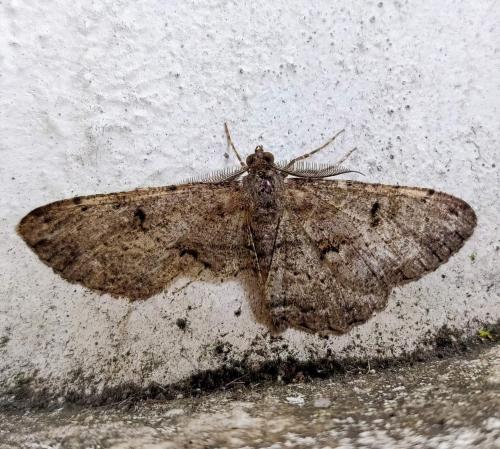 Peribatodes rhomboidaria