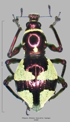 Réf. 315 606 : Pachyrhynchus hirokii