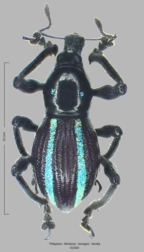 Pachyrhynchus caeruleovittatus