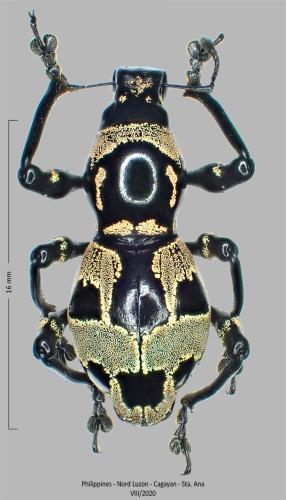 Pachyrhynchus septentrionalis