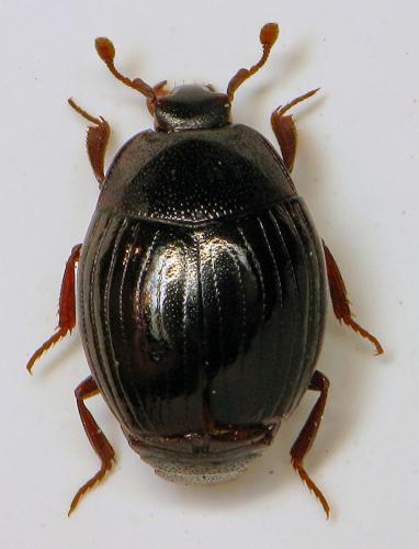 Réf. 315 439 : Pseudepierus italicus