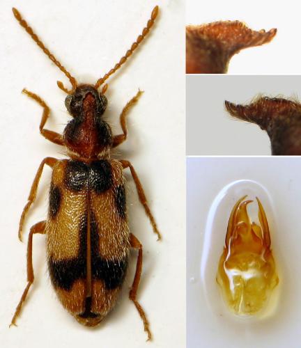 Notoxus excisus