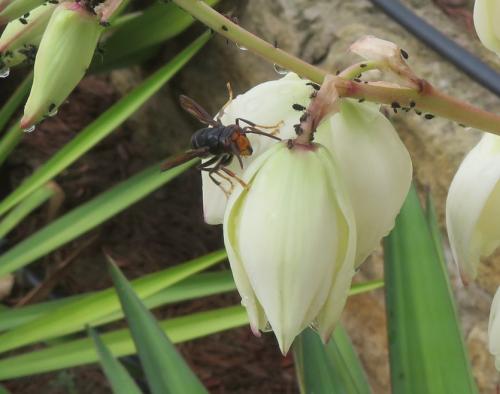 Vespa velutina