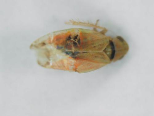 Typhlocybinae