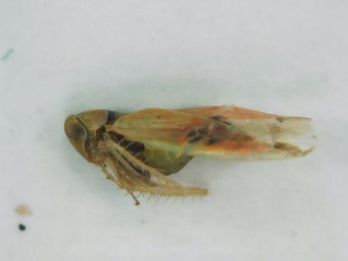 Typhlocybinae