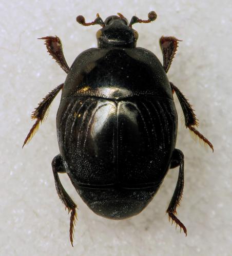 Réf. 315 399 : Saprinus subnitescens