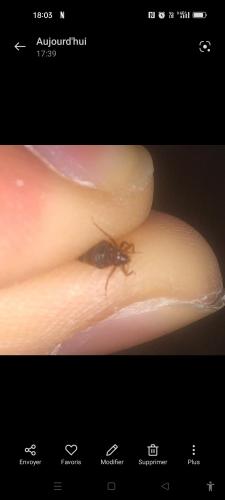 Cimex sp.